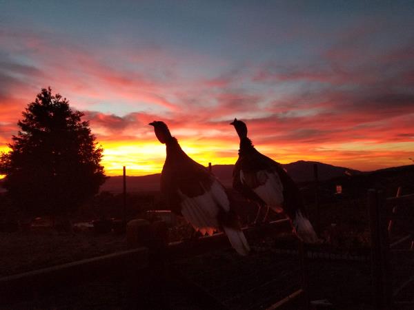 /Images/uploads/San Diego County Farm Bureau/onthefarm/entries/14055thumb.jpg